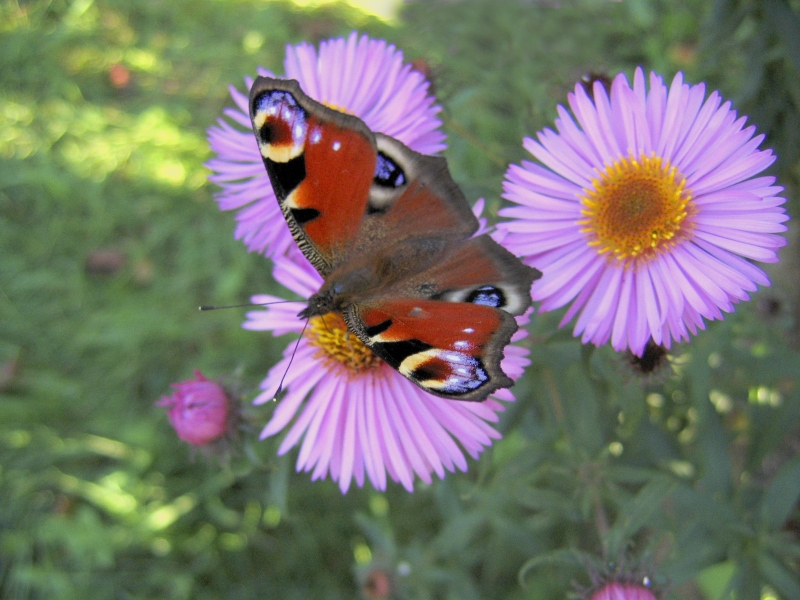 Wczytywanie Obrazu...