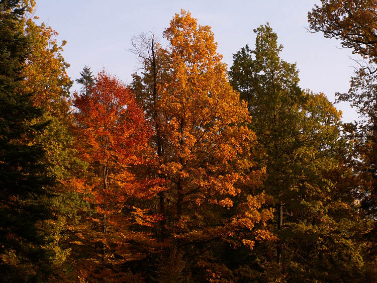 Wczytywanie Obrazu...