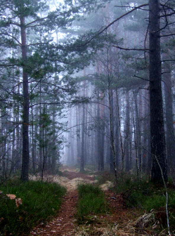 Wczytywanie Obrazu...