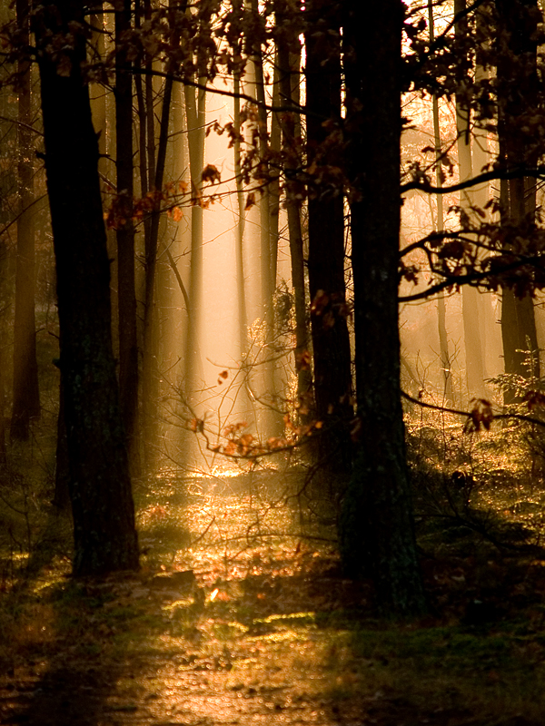 Wczytywanie Obrazu...