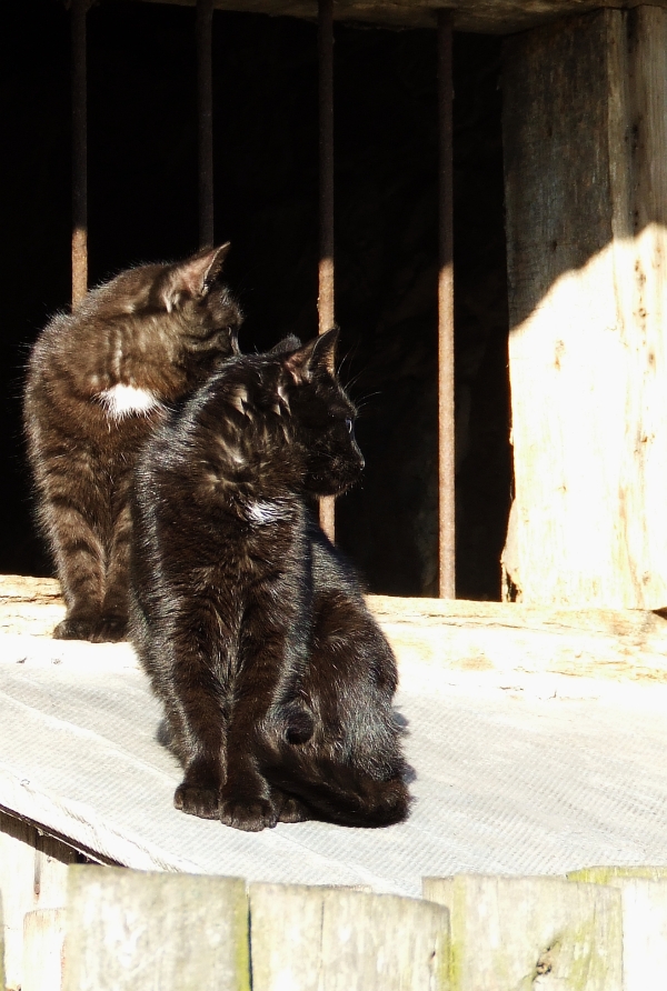 Wczytywanie Obrazu...