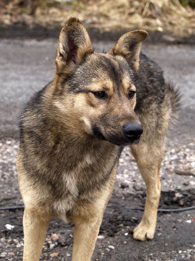 Wczytywanie Obrazu...