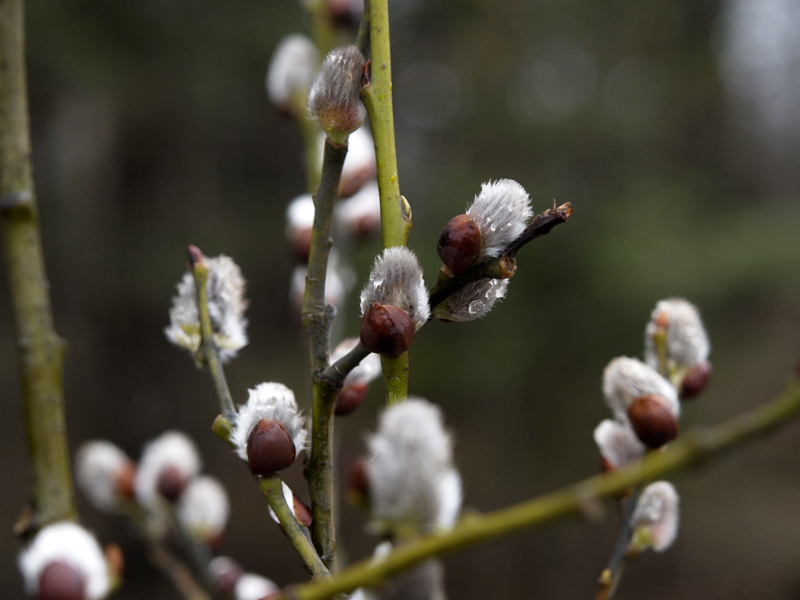 Wczytywanie Obrazu...