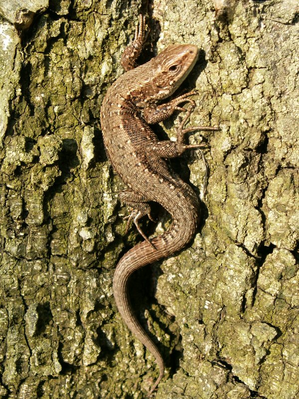 Wczytywanie Obrazu...