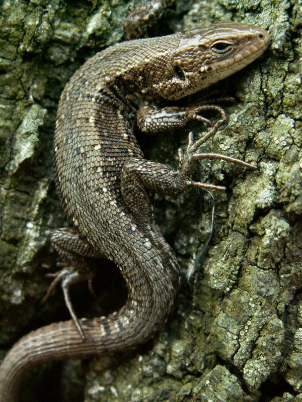 Wczytywanie Obrazu...